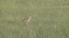 Counting_on_Birds_-_Plight_of_the_Grassland_Birds