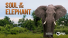 Nature_-_Soul_of_the_Elephant